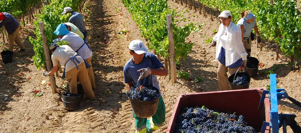 vitivinicolas - Catamarca