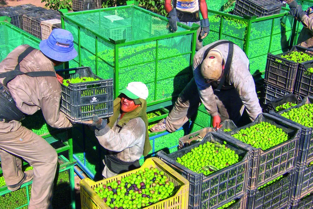 Producción olivícola en La Rioja